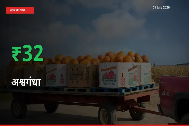 तेज़ तेजी! मंडी में अश्वगंधा के दाम 32.28% चढ़े