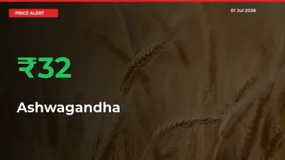 Big Rally! Ashwagandha Climbs 32.28% in 24 Hours at Top Mandis