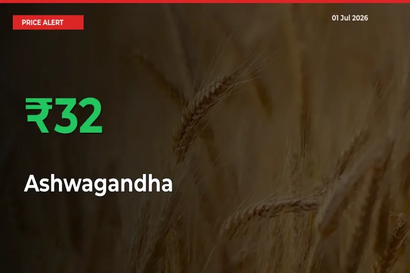 Big Rally! Ashwagandha Climbs 32.28% in 24 Hours at Top Mandis