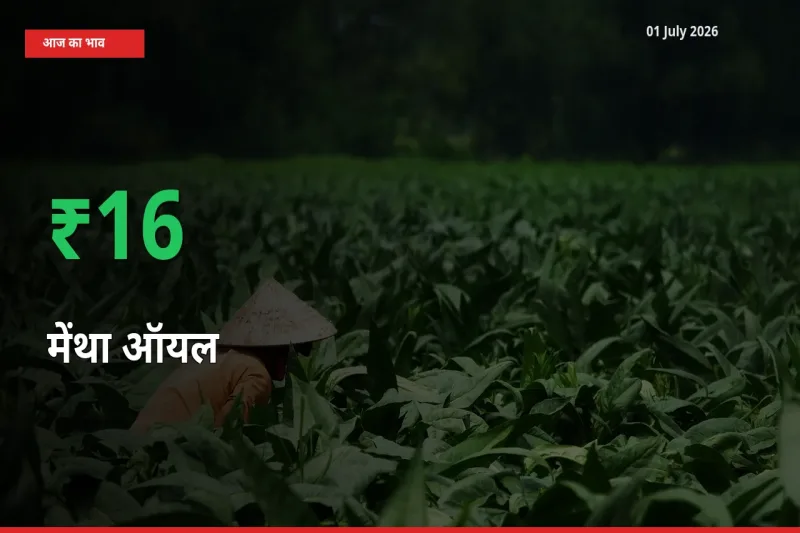 तेज़ तेजी! मंडी में मेंथा ऑयल के दाम 15.55% चढ़े