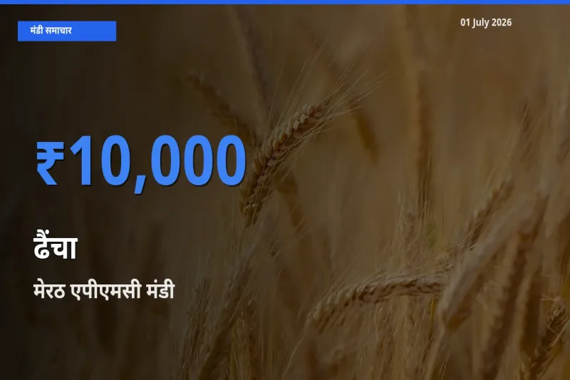 टॉप मंडी बना मेरठ एपीएमसी! ढैंचा के सबसे ऊँचे दाम यहीं दर्ज