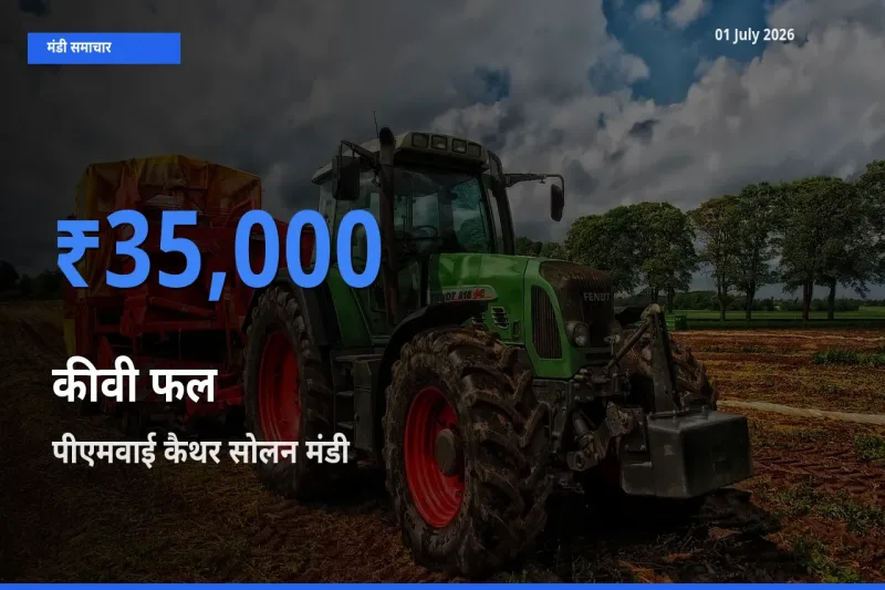 पीएमवाई कैथर सोलन में कीवी फल का आज सबसे ऊँचा भाव