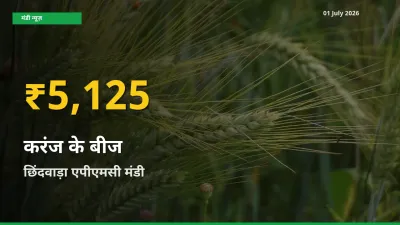 आज छिंदवाड़ा एपीएमसी में करंज के बीज के दाम रिकॉर्ड स्तर पर, ताज़ा मंडी भाव जानें