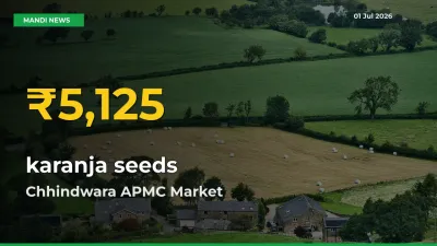 Why karanja seeds Prices Are Climbing in Chhindwara APMC – Today’s New High Explained