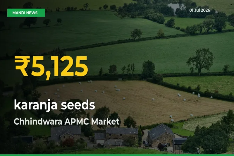 Why karanja seeds Prices Are Climbing in Chhindwara APMC – Today’s New High Explained