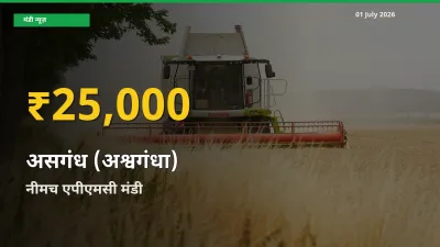 01 July अपडेट: नीमच एपीएमसी में असगंध (अश्वगंधा) के दाम रिकॉर्ड स्तर पर