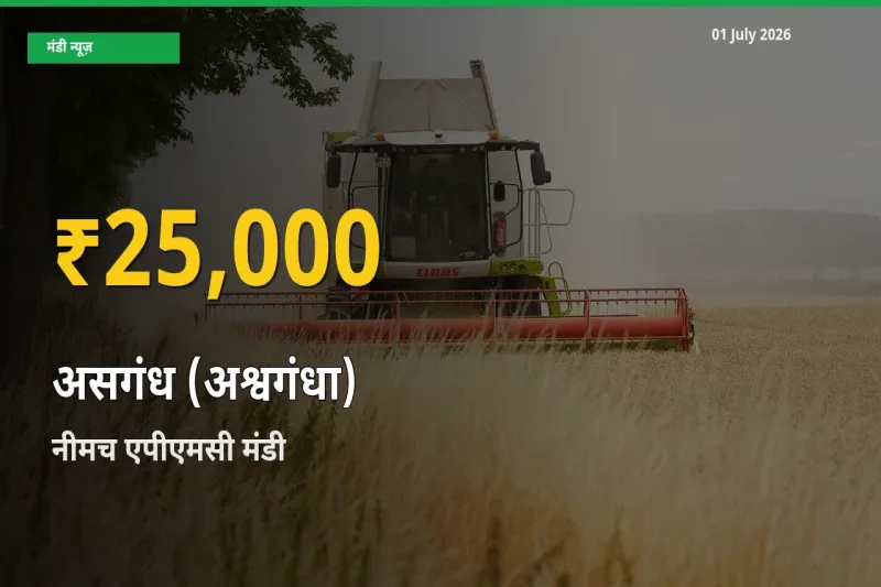 01 July अपडेट: नीमच एपीएमसी में असगंध (अश्वगंधा) के दाम रिकॉर्ड स्तर पर