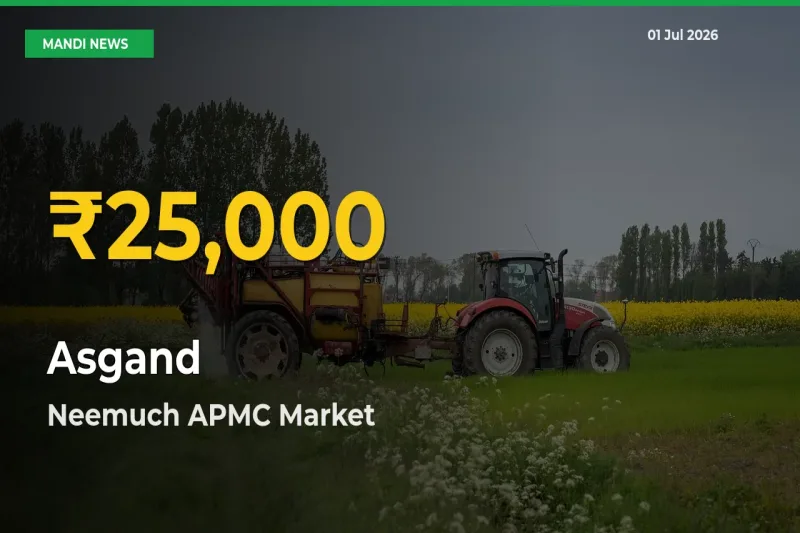 Asgand Price Hits New High in Neemuch APMC Today – Check Latest Mandi Rates