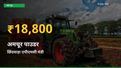 30 दिनों में सबसे ऊँचे स्तर पर अमचूर पाउडर के दाम, छिंदवाड़ा एपीएमसी में उछाल