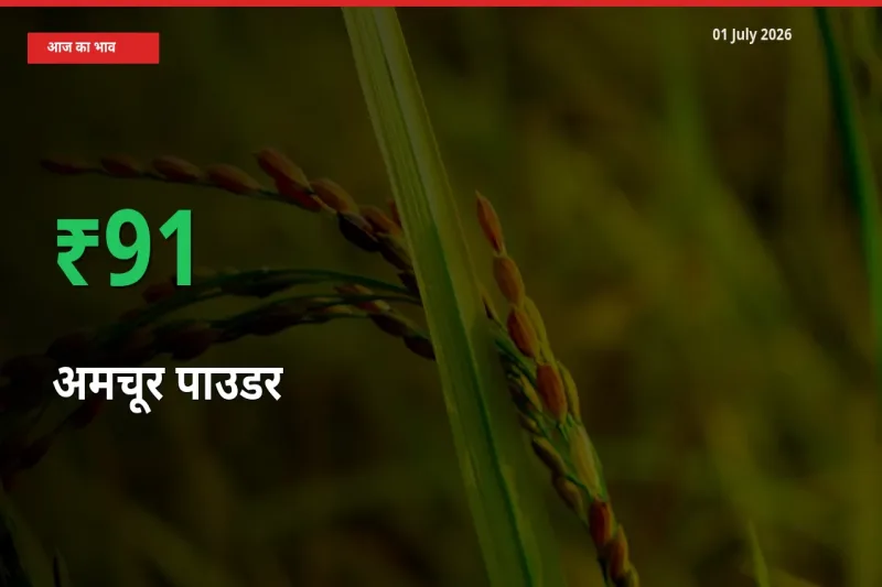 स्थानीय मंडी में अमचूर पाउडर के दाम अचानक 91.39% उछले, किसान सतर्क