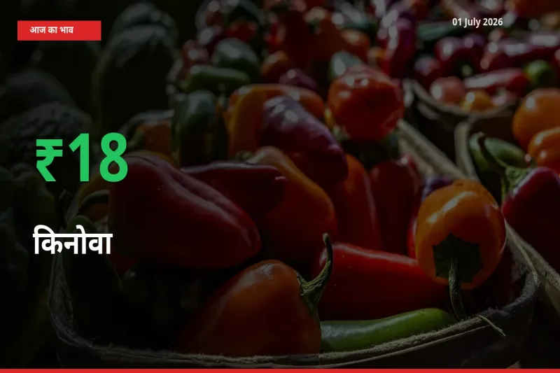 किनोवा के दाम प्रमुख मंडी में 18.48% बढ़े, 24 घंटे में बड़ा बदलाव