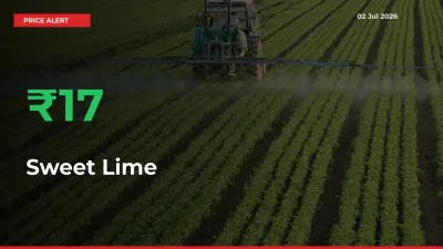 Sweet Lime Rises 16.58% at Mandis