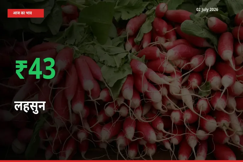 तेज़ तेजी! मंडी में लहसुन के दाम 43.48% चढ़े