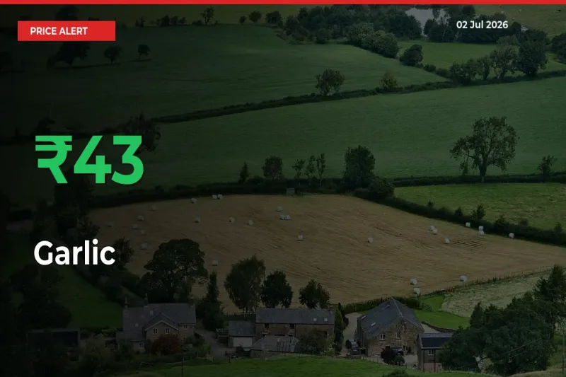 43.48% Spike in Garlic Prices – Mandi Sees Sudden Rally