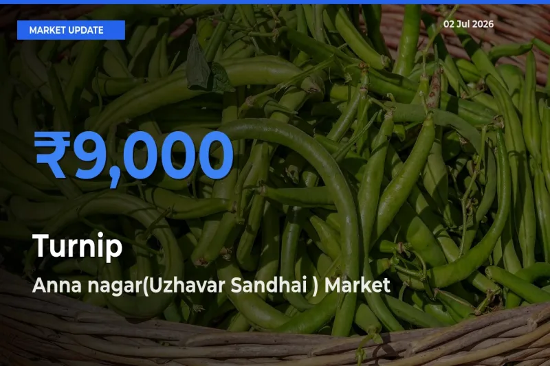 Turnip Mandi Rate Today: Anna nagar(Uzhavar Sandhai ) Tops the List