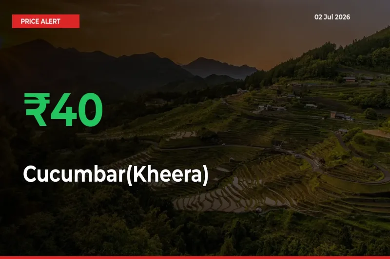 Cucumbar(Kheera) Rises 39.86% at Mandis