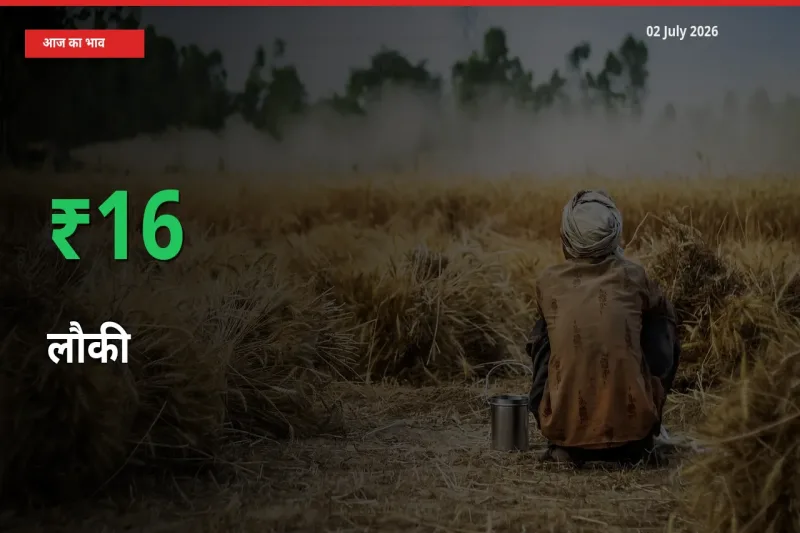 अचानक तेजी! मंडी में लौकी के दाम 15.8% चढ़े