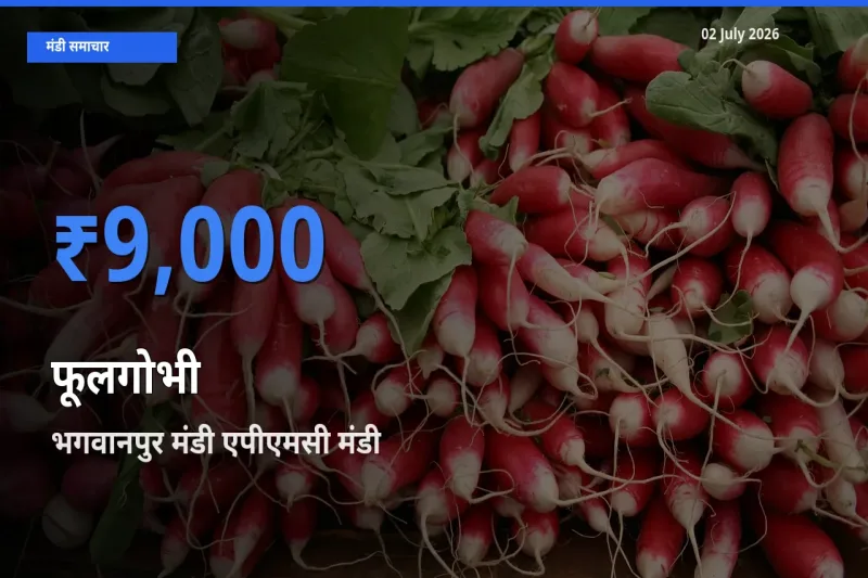 आज का मंडी भाव: फूलगोभी के सबसे ज़्यादा दाम भगवानपुर मंडी एपीएमसी में