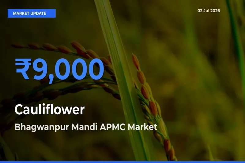 Top Performer! Bhagwanpur Mandi APMC Offers Best Cauliflower Price Today
