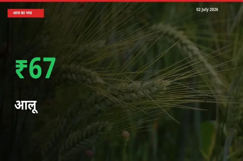 आलू 67.26% उछला, मंडी