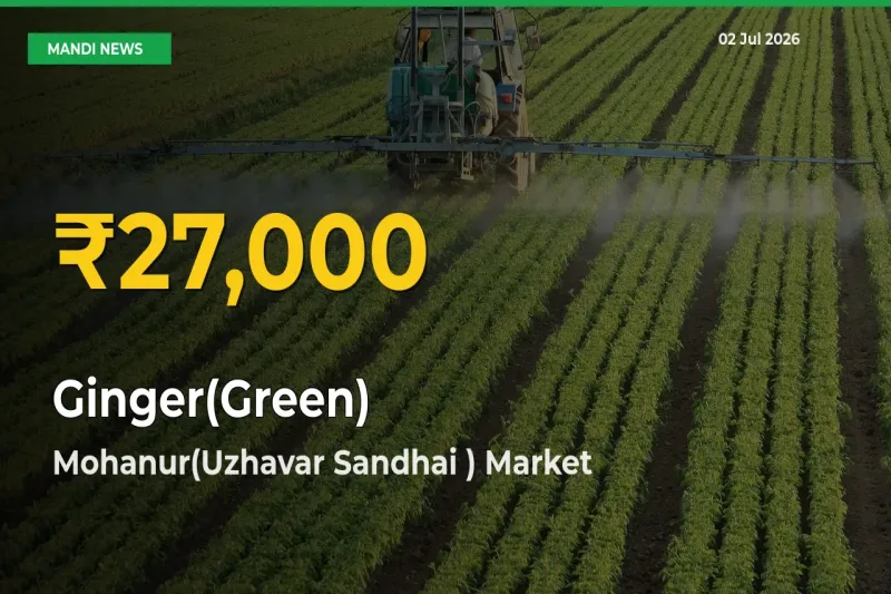 Ginger(Green) Mandi Rate Surges Today in Mohanur(Uzhavar Sandhai ) – Highest Level in 30 Days