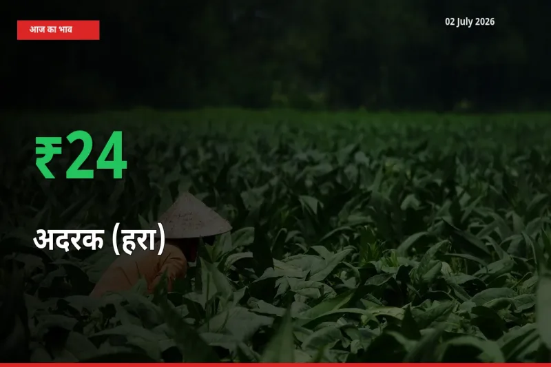 अदरक (हरा) के दाम प्रमुख मंडी में 23.83% बढ़े, 24 घंटे में बड़ा बदलाव