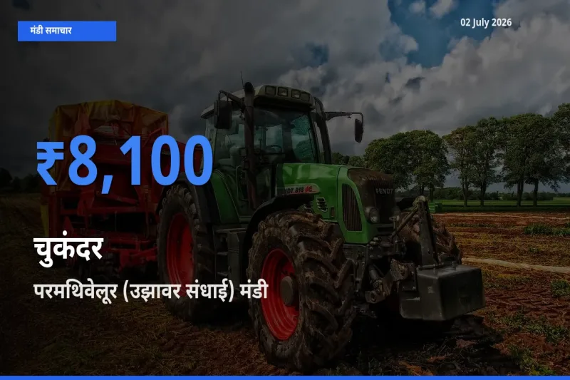 परमथिवेलूर (उझावर संधाई) मंडी में चुकंदर ₹8,100 पर पहुँचा – आज का सर्वोच्च भाव