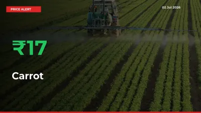 Sharp Jump! Carrot Prices Climb 17.41% in 24 Hours at Key Mandis