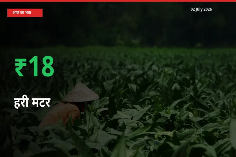 स्थानीय मंडी में हरी मटर के दाम अचानक 18.41% उछले, किसान सतर्क