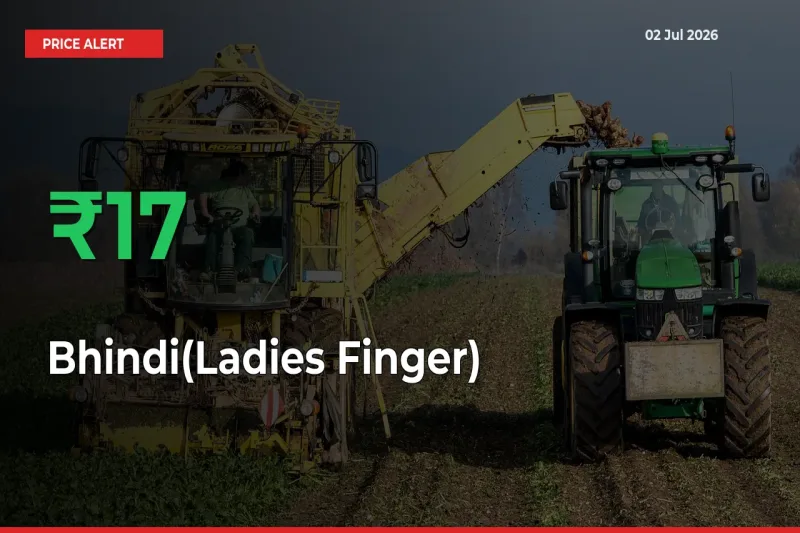 Sharp Jump! Bhindi(Ladies Finger) Prices Climb 16.55% in 24 Hours at Key Mandis