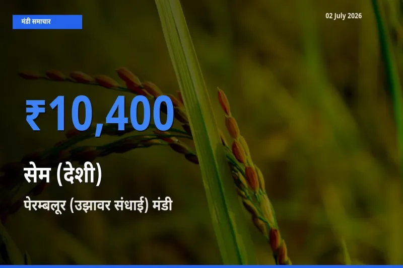 पेरम्बलूर (उझावर संधाई) मंडी में सेम (देशी) ₹10,400 पर पहुँचा – आज का सर्वोच्च भाव