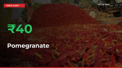 Pomegranate Mandi Rate Today: Prices Jump 40.27% at Market
