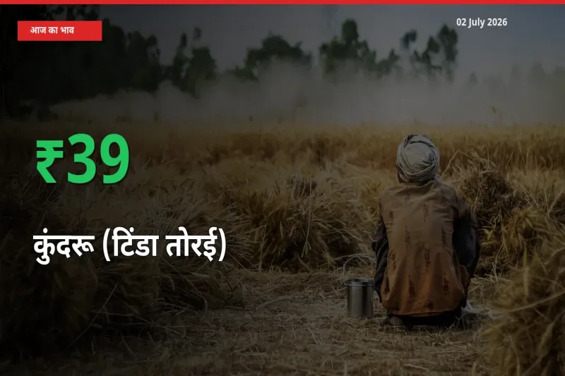 बाज़ार संकेत: कुंदरू (टिंडा तोरई) के भाव मंडी में 38.89% ऊपर