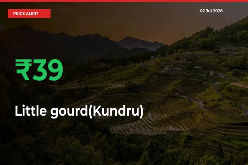 This Mandi Records 38.89% Jump in Little gourd(Kundru) Prices