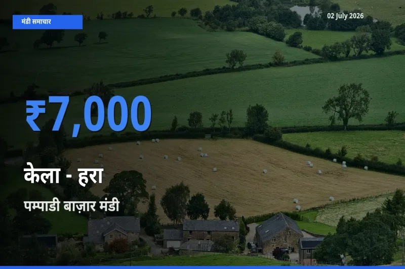 किसानों की पसंद बना पम्पाडी बाज़ार, केला - हरा के सबसे अच्छे दाम