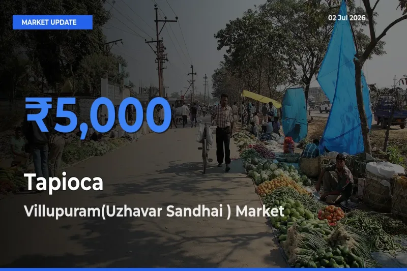 Tapioca Mandi Rate Today: Villupuram(Uzhavar Sandhai ) Tops the List
