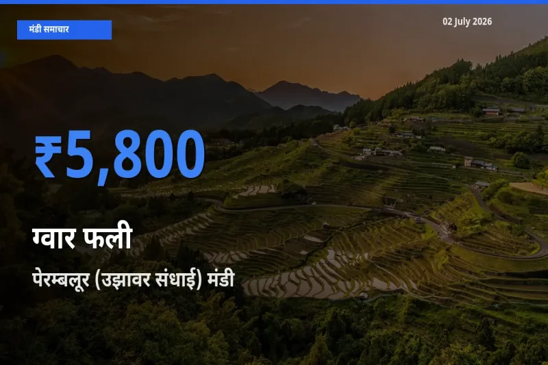 पेरम्बलूर (उझावर संधाई) मंडी में ग्वार फली ₹5,800 पर पहुँचा – आज का सर्वोच्च भाव