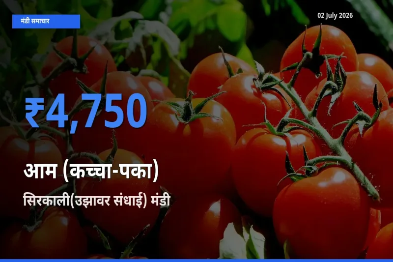 टॉप मंडी बना सिरकाली(उझावर संधाई)! आम (कच्चा-पका) के सबसे ऊँचे दाम यहीं दर्ज