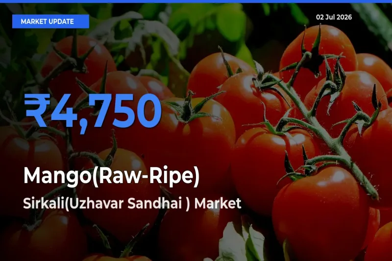 Sirkali(Uzhavar Sandhai ) Emerges as Top Mandi for Mango(Raw-Ripe) Prices Today