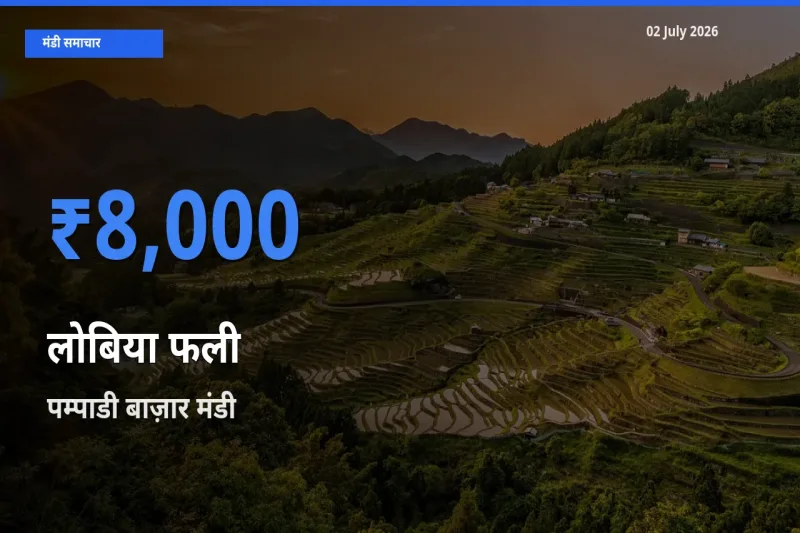 02 July अपडेट: लोबिया फली के सबसे ऊँचे दाम पम्पाडी बाज़ार मंडी में