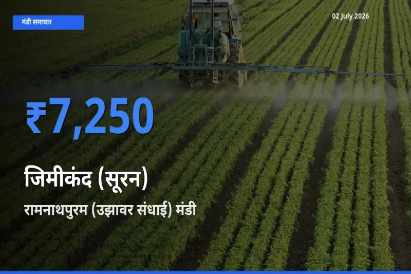 रामनाथपुरम (उझावर संधाई) मंडी में जिमीकंद (सूरन) ₹7,250 पर पहुँचा – आज का सर्वोच्च भाव