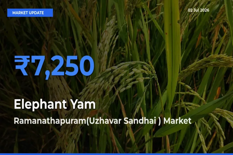 Ramanathapuram(Uzhavar Sandhai ) Tops Elephant Yam Rates – July 02 Market Update