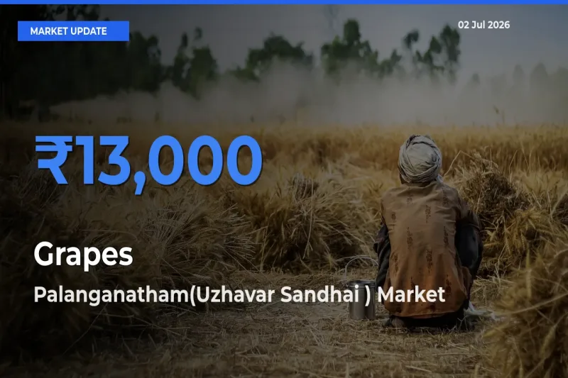 Palanganatham(Uzhavar Sandhai ) Offers ₹13,000 – Highest Grapes Rate Today