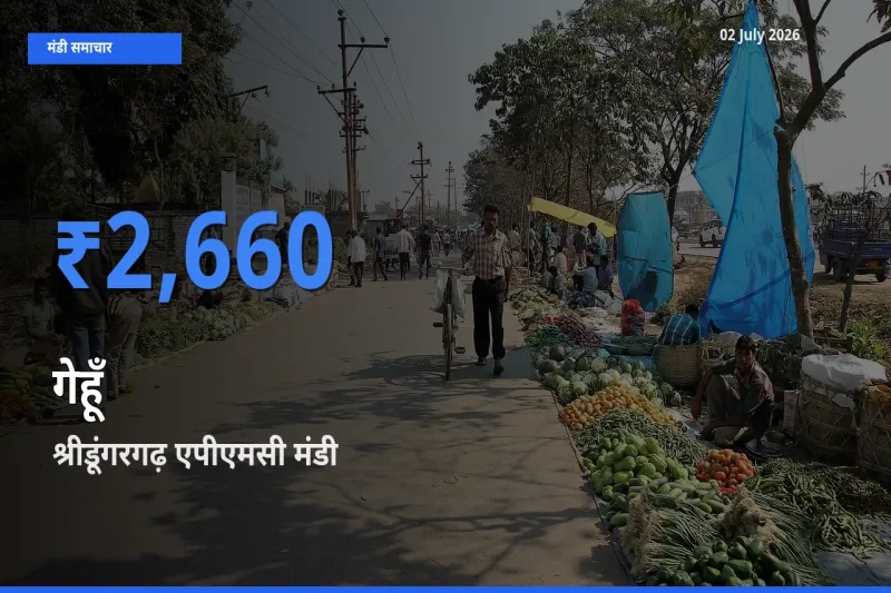 बाज़ार संकेत: श्रीडूंगरगढ़ एपीएमसी बना गेहूँ के लिए आज की टॉप मंडी