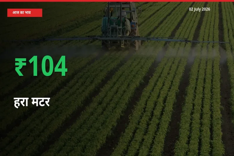किसानों के लिए खुशखबरी! स्थानीय मंडी में हरा मटर 103.64% उछला