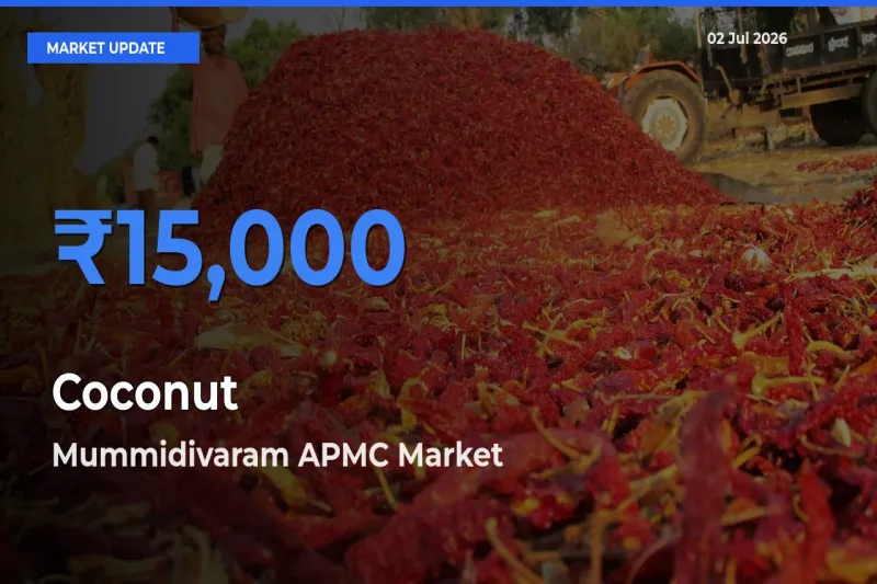 Mummidivaram APMC Records Highest ₹15,000 Rate for Coconut