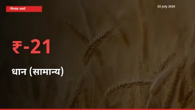 आज का मंडी भाव: धान (सामान्य) के दाम मंडी में 21.45% नीचे