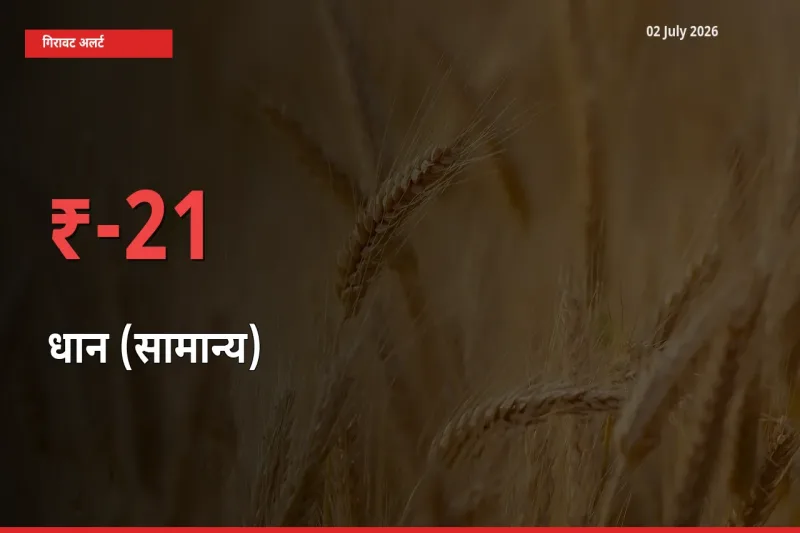 आज का मंडी भाव: धान (सामान्य) के दाम मंडी में 21.45% नीचे