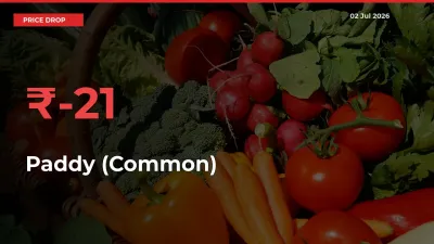 Paddy (Common) Falls 21.45% at Mandis