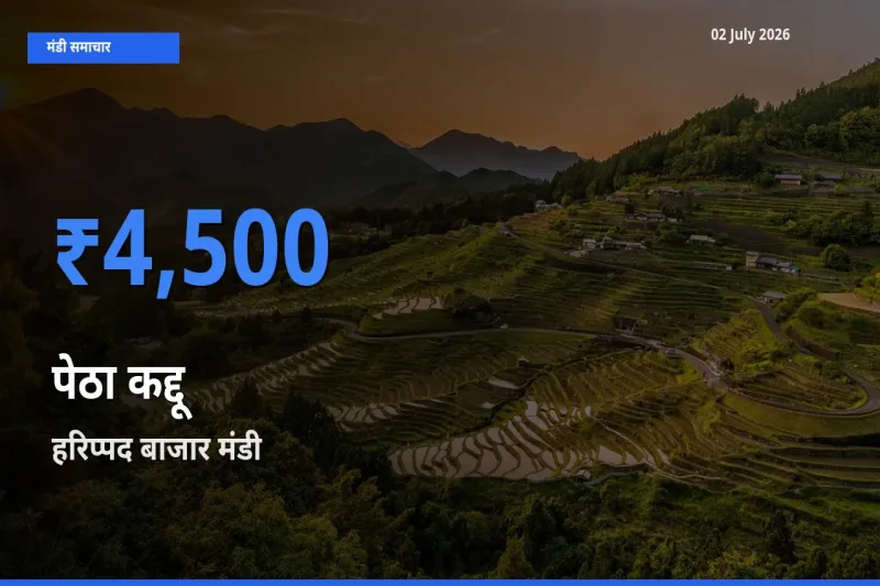 टॉप मंडी बना हरिप्पद बाजार! पेठा कद्दू के सबसे ऊँचे दाम यहीं दर्ज